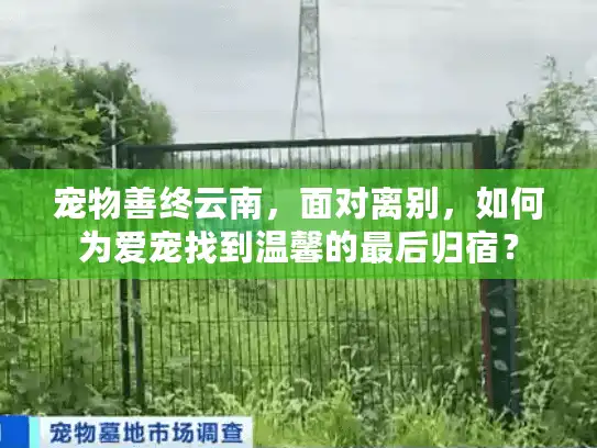 宠物善终云南，面对离别，如何为爱宠找到温馨的最后归宿？