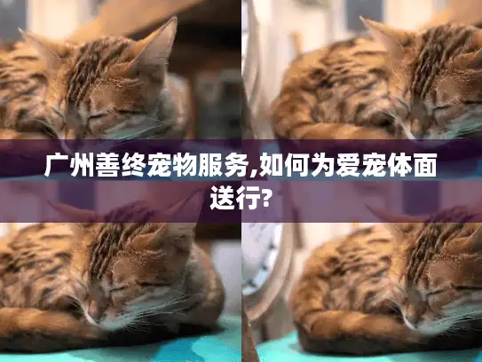 广州善终宠物服务,如何为爱宠体面送行?