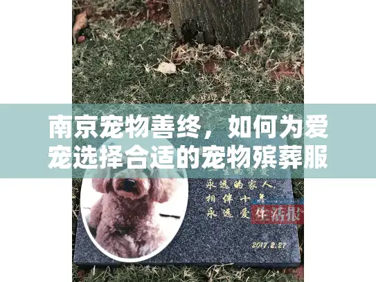 南京宠物善终，如何为爱宠选择合适的宠物殡葬服务？