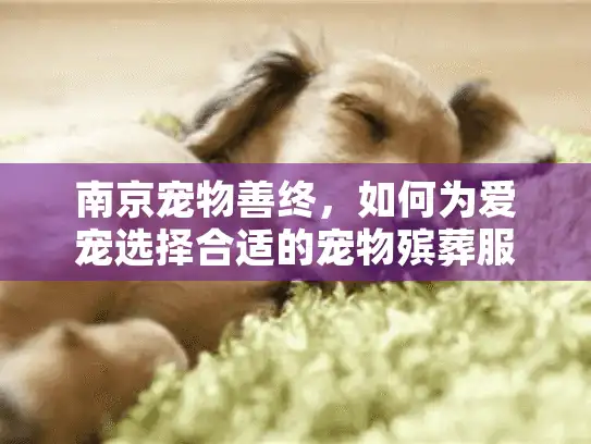 南京宠物善终，如何为爱宠选择合适的宠物殡葬服务？