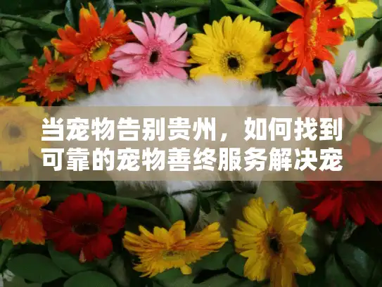 当宠物告别贵州，如何找到可靠的宠物善终服务解决宠物主人的心痛？