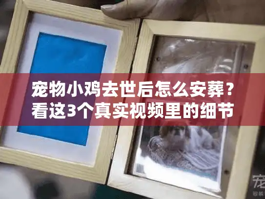 宠物小鸡去世后怎么安葬？看这3个真实视频里的细节，帮你避开90%的遗憾