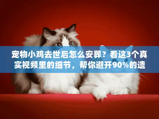 宠物小鸡去世后怎么安葬？看这3个真实视频里的细节，帮你避开90%的遗憾