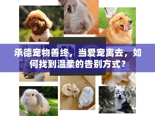 承德宠物善终，当爱宠离去，如何找到温柔的告别方式？