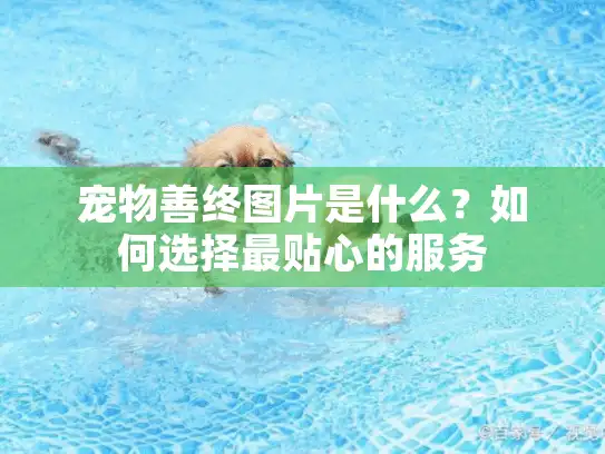 宠物善终图片是什么？如何选择最贴心的服务