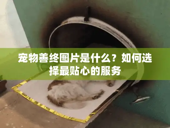 宠物善终图片是什么？如何选择最贴心的服务