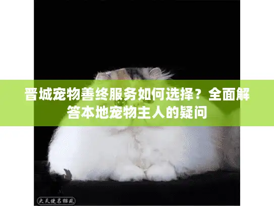 晋城宠物善终服务如何选择？全面解答本地宠物主人的疑问