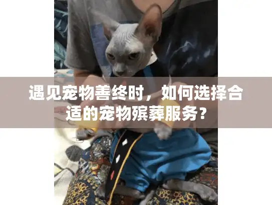 遇见宠物善终时，如何选择合适的宠物殡葬服务？