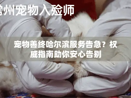 宠物善终哈尔滨服务告急？权威指南助你安心告别