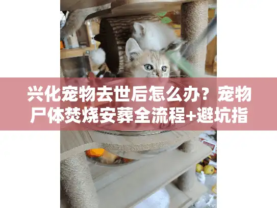 兴化宠物去世后怎么办？宠物尸体焚烧安葬全流程+避坑指南来了