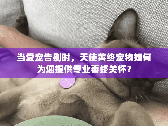 当爱宠告别时，天使善终宠物如何为您提供专业善终关怀？