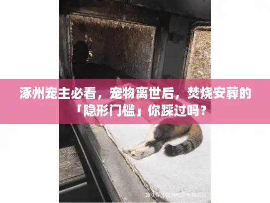 涿州宠主必看，宠物离世后，焚烧安葬的「隐形门槛」你踩过吗？