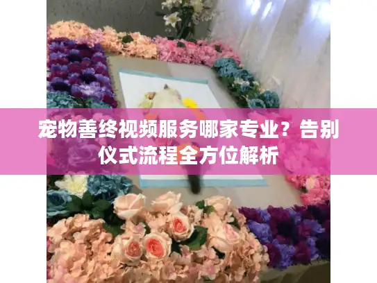 宠物善终视频服务哪家专业？告别仪式流程全方位解析