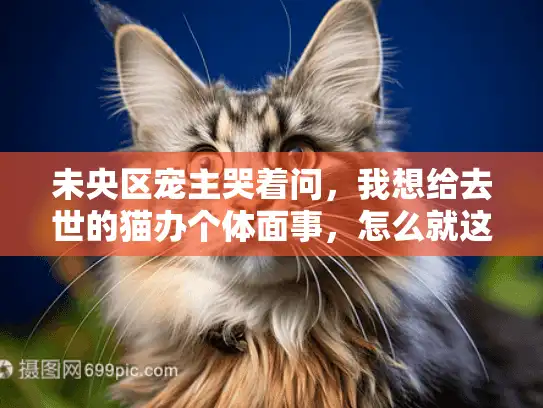 未央区宠主哭着问，我想给去世的猫办个体面事，怎么就这么难？