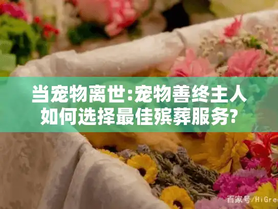 当宠物离世:宠物善终主人如何选择最佳殡葬服务?