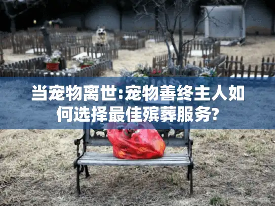 当宠物离世:宠物善终主人如何选择最佳殡葬服务?
