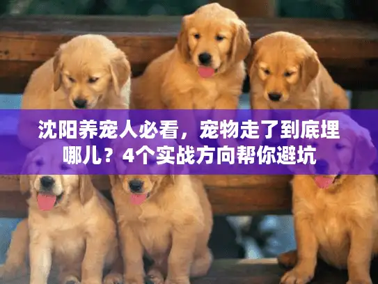 沈阳养宠人必看，宠物走了到底埋哪儿？4个实战方向帮你避坑