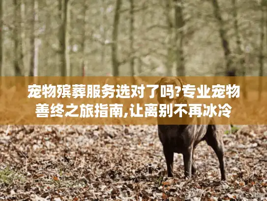 宠物殡葬服务选对了吗?专业宠物善终之旅指南,让离别不再冰冷
