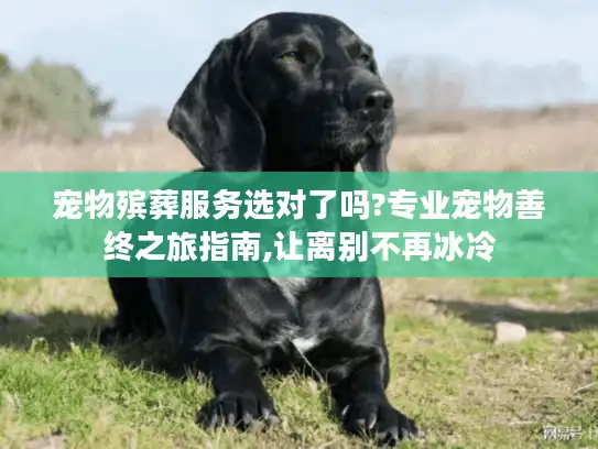 宠物殡葬服务选对了吗?专业宠物善终之旅指南,让离别不再冰冷