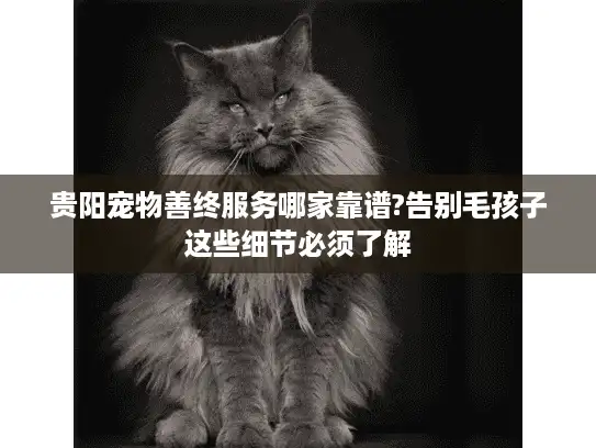 贵阳宠物善终服务哪家靠谱?告别毛孩子这些细节必须了解