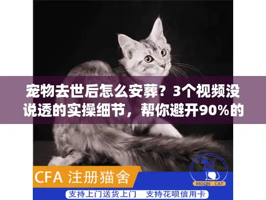 宠物去世后怎么安葬？3个视频没说透的实操细节，帮你避开90%的坑