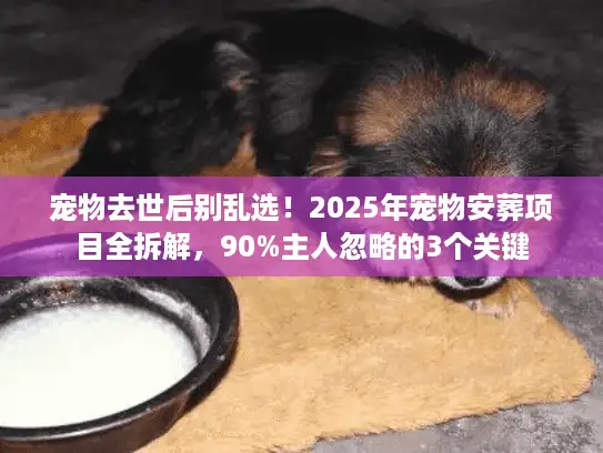 宠物去世后别乱选！2025年宠物安葬项目全拆解，90%主人忽略的3个关键