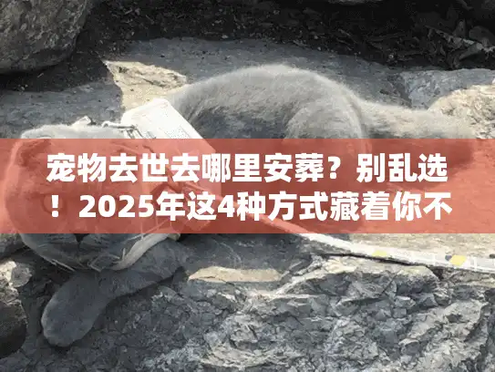 宠物去世去哪里安葬？别乱选！2025年这4种方式藏着你不知道的门道