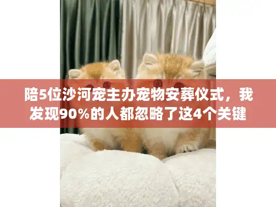 陪5位沙河宠主办宠物安葬仪式，我发现90%的人都忽略了这4个关键