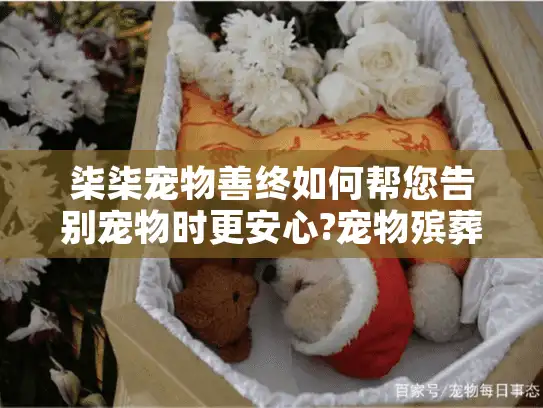 柒柒宠物善终如何帮您告别宠物时更安心?宠物殡葬服务全方位指南