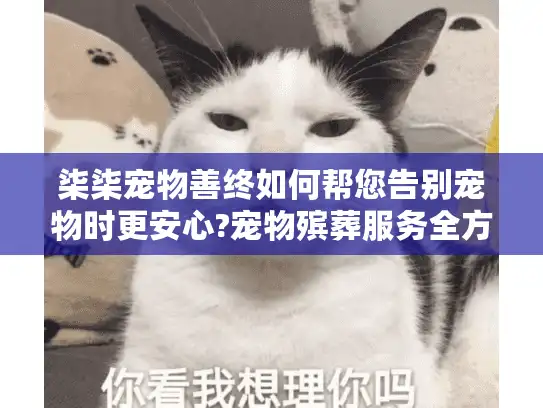 柒柒宠物善终如何帮您告别宠物时更安心?宠物殡葬服务全方位指南