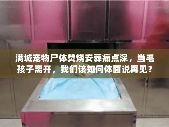 满城宠物尸体焚烧安葬痛点深，当毛孩子离开，我们该如何体面说再见？
