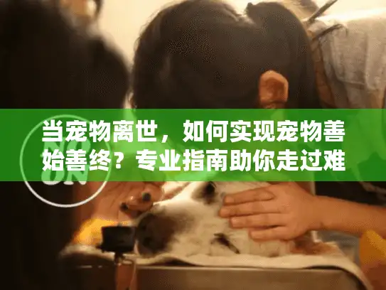 当宠物离世，如何实现宠物善始善终？专业指南助你走过难关
