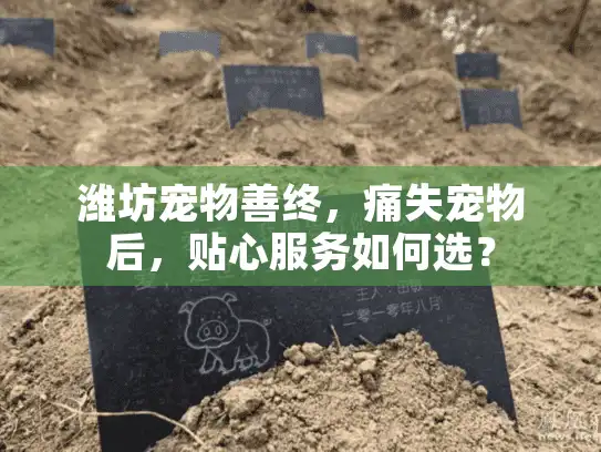 潍坊宠物善终，痛失宠物后，贴心服务如何选？