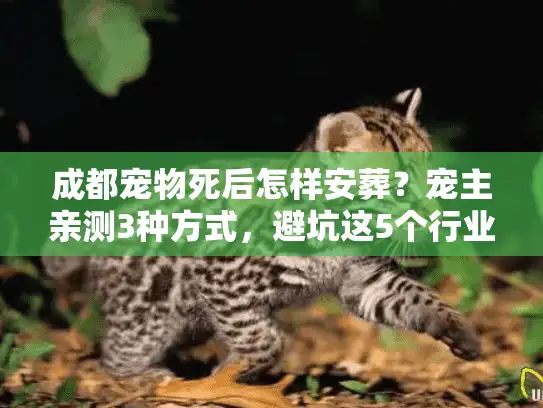 成都宠物死后怎样安葬？宠主亲测3种方式，避坑这5个行业潜规则