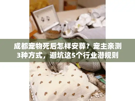成都宠物死后怎样安葬？宠主亲测3种方式，避坑这5个行业潜规则