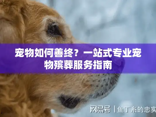 宠物如何善终？一站式专业宠物殡葬服务指南
