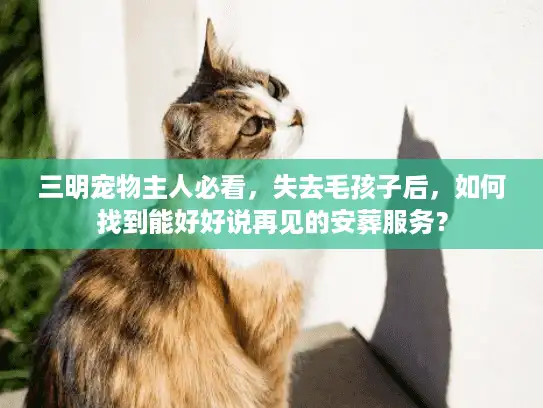 三明宠物主人必看，失去毛孩子后，如何找到能好好说再见的安葬服务？