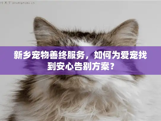 新乡宠物善终服务，如何为爱宠找到安心告别方案？