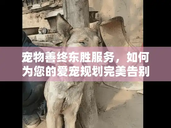 宠物善终东胜服务，如何为您的爱宠规划完美告别之旅？