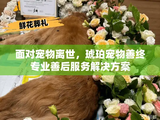 面对宠物离世，琥珀宠物善终专业善后服务解决方案