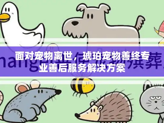面对宠物离世，琥珀宠物善终专业善后服务解决方案