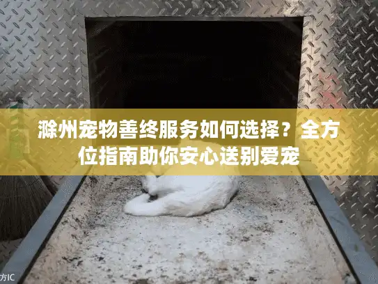 滁州宠物善终服务如何选择？全方位指南助你安心送别爱宠