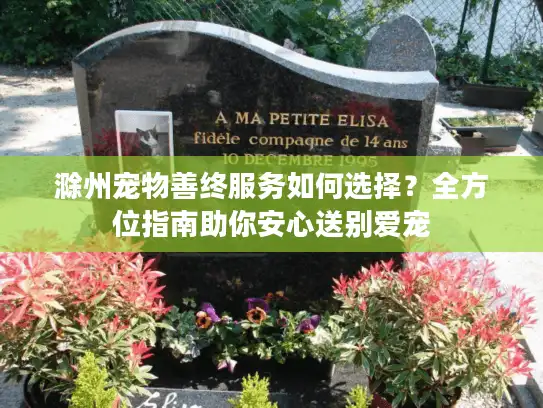 滁州宠物善终服务如何选择？全方位指南助你安心送别爱宠