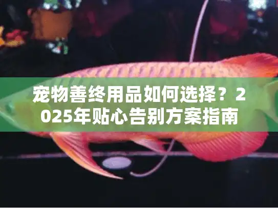 宠物善终用品如何选择？2025年贴心告别方案指南