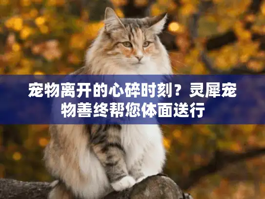 宠物离开的心碎时刻？灵犀宠物善终帮您体面送行