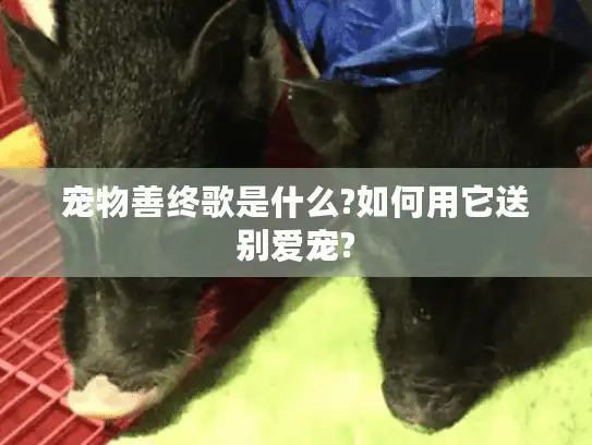 宠物善终歌是什么?如何用它送别爱宠?