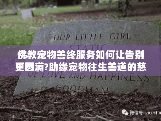 佛教宠物善终服务如何让告别更圆满?助缘宠物往生善道的慈悲方案