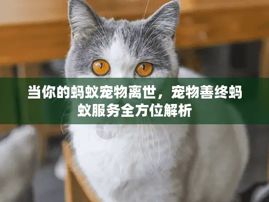 当你的蚂蚁宠物离世，宠物善终蚂蚁服务全方位解析