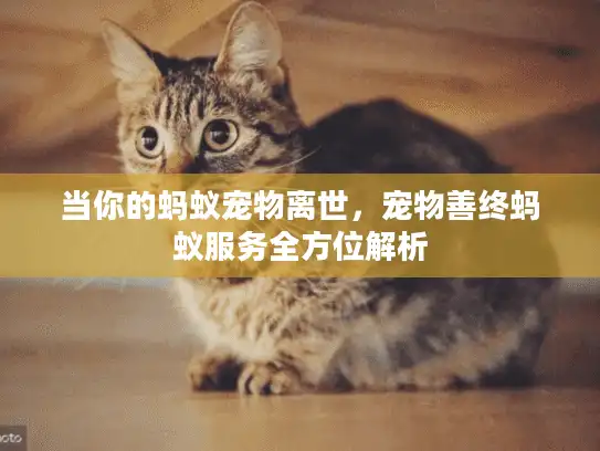 当你的蚂蚁宠物离世，宠物善终蚂蚁服务全方位解析