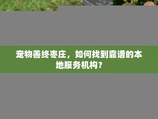 宠物善终枣庄，如何找到靠谱的本地服务机构？